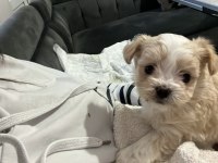 Maltese erkek köpeğimiz
