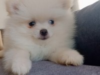Pomeranian boo erkek yavru