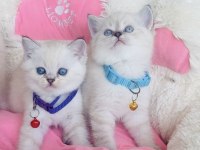 Maviş Poşnt british shorthair bebekleirm 