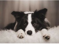Üst Kalite Border Collie Yavruları Çiftlikten 