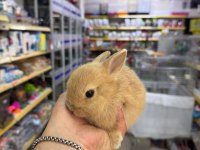 Cüce Netherland Dwarf Yavrularımız