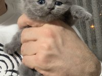 Evden Safkan Harika Scottish Fold Yavrular