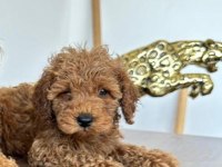 ACİL SAHİPLENDİRİLECEK POODLE