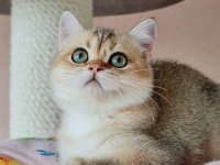 Golden A kalite british shorthair yavrular