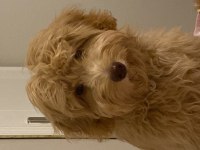 Maltipoo köpeğimize Lilaya ömürlük yuva
