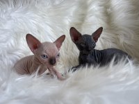 Sphynx sfenks tüysüz dişi erkek yavruları