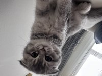 ÖZEL SCOTTİSH KEDİMİZ