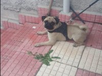 PUG MOPS ücretsiz Açıklamayı okuyun