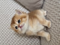 Show kalite golden british shorthair yavrular
