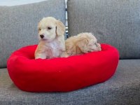 Maltipoo Miniklerim