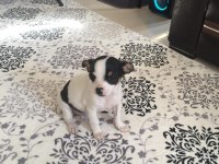 Mini boy minicik şivava ped eğitimli