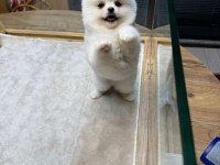 POMERANİAN BOO DİŞİ VE ERKEK