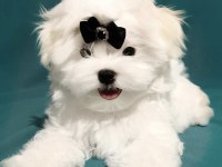 Safkan Anne Babadan Mini Maltese Yavrular