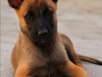 Muhteşem kan hattı malinois yavrular
