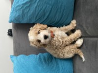 Yakışıklı oğlumuz maltipoo