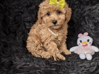 Dişi Toy Poodle Bebeğimiz