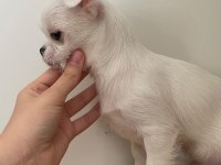 Chihuahua Yavrular 4 Aylık