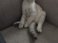 Üç aylık scottish fold miniğimize kalıcı yuva