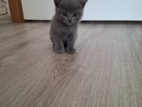1 buçuk aylık kediler