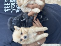 A Kalite Sağlıklı Uygun Pomeranian