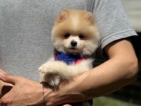 Yavru Pomeranian Boolarımız