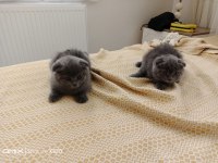 SAFKAN IRK SCOTTİSH FOLD KEDİLER