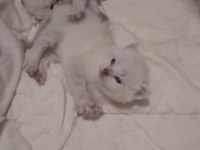 Bluepoint british longhair yavrular