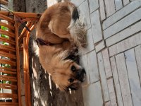 7 aylık erkek pekinez