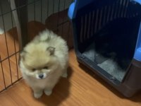 POMERANİAN BOO YAVRULARIMIZ