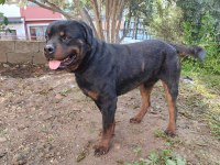 Erkek ve dişi rottweiler hatay da