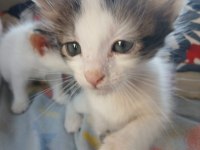YAVRU ERKEK KEDİMİZ