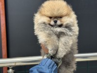 Petmode köpek çiftliğinde ziyarete açık pomeranian