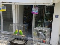 Japon Balığı Pirana Petshop Görükle Nilüfer
