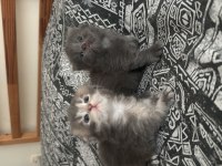 Yavru scottish fold kedilerime yuva arıyorum