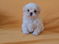 Maltese terrier yavrular