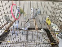 Muhabbet Kuşları 3 Aylık