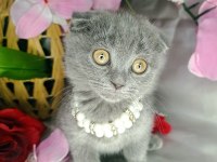 Minnoş Lara yeni yuva scottish fold