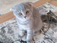 2.5 aylık scottish fold