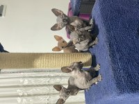 4 adet dişi sfenks