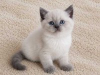 Muhteşem British Shorthair Blue ve Blue Point yavrular