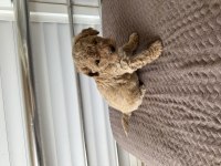 Maltipoo Yavrular