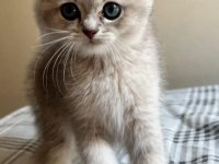 Safkan anne ve babadan scottish fold