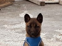 Şecereli ve Şeceresiz Malinois Yavrular