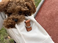 Irk Kilo ve Sağlık Garantili Poodle Yavrular