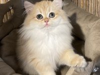 Anne Baba Şecereli NY12 British Longhair Dişi