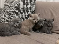 Zamanı Gelen British Shorthair Bebeklerimiz