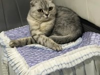 Scottish fold lilimize yeni yuva