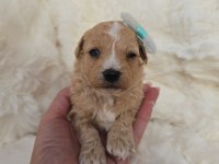 Maltipoo Yavrularımız