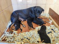 Orijinal Çiftliğinden Macar Rottweiler Köpekleri