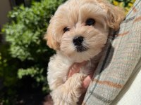 Maltipoo yavrular